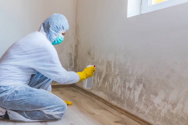 Licensed Black Mold Removal service in Beulah, MI - WQB Mold Removal