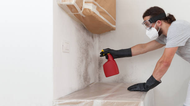 Professional Black Mold Removal technician working in Beulah, MI