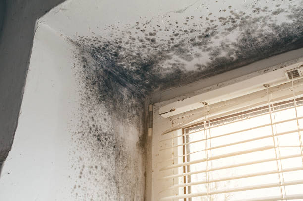 Affordable Black Mold Removal solutions in Beulah, MI
