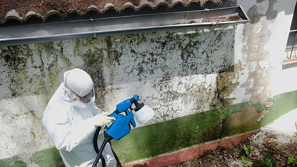 Top rated local Black Mold Removal specialists in Beulah, MI